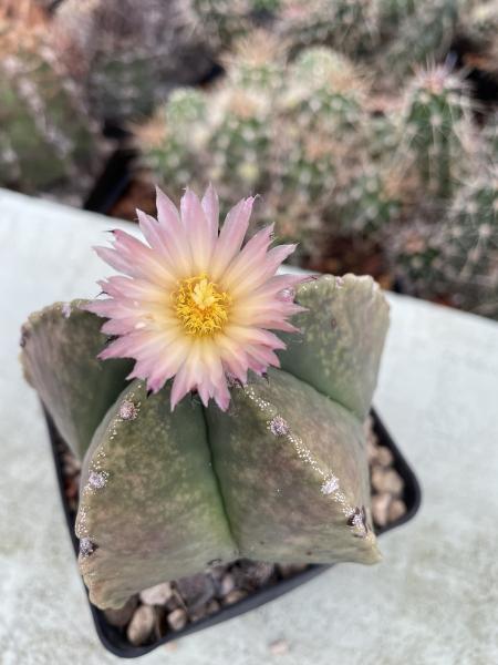 Astrophytum myriostigma